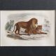 Framed vintage engraving – The Lion and the Lioness, after Buffon, 23 x 32 cm