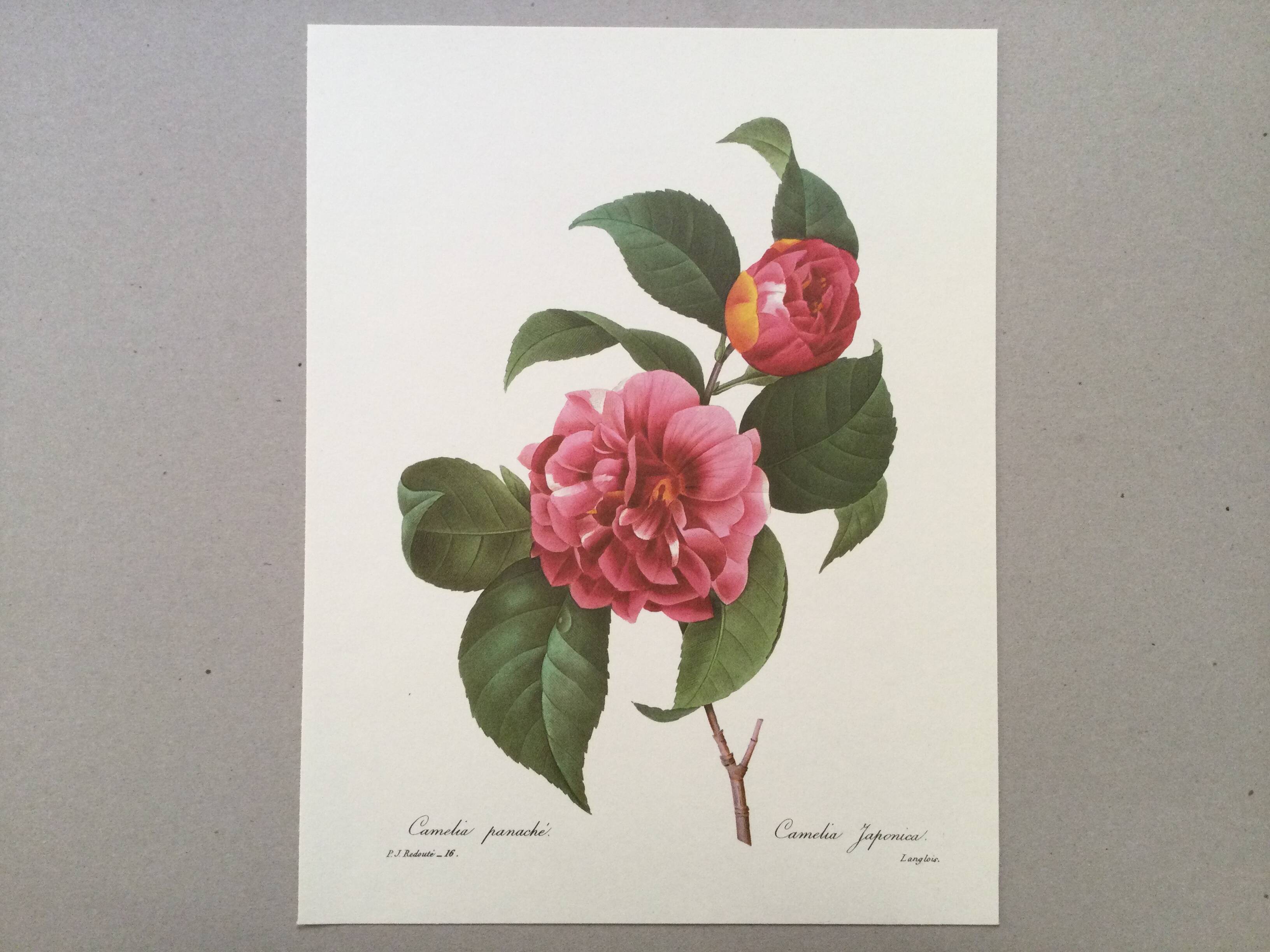 Vintage impression Camellia flower mixed 1960s