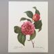 Vintage impression Camellia flower mixed 1960s