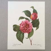 Impression vintage Fleur Camélia panaché années 60