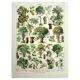 Engraving from 1928 - Trees II by A. Millot - old forest plate