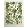 Gravure de 1928 - Arbres II par A. Millot - planche ancienne forêt
