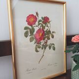 Botanical board Pj Redoute