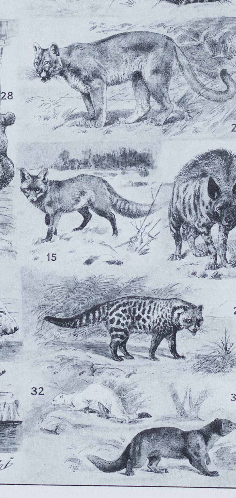 Original plate from 1930: exotic and wild mammals, biodiversity