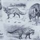 Original plate from 1930: exotic and wild mammals, biodiversity