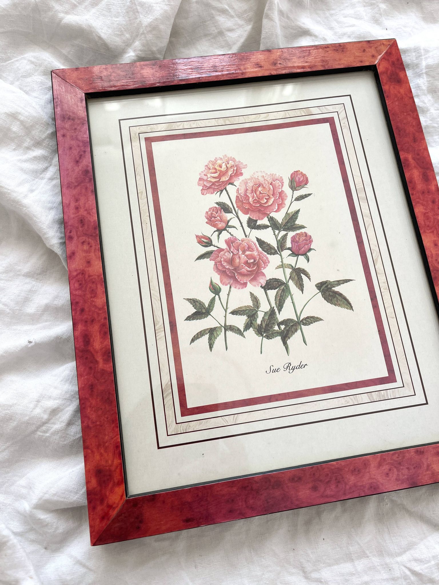 Lithographie botanique vintage