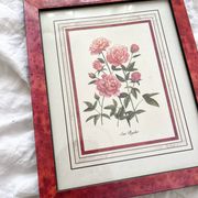 Lithographie botanique vintage