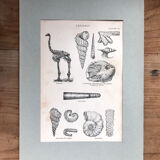 Original vintage geology board