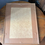 Poster, botanical plate Brachycome iberidifolia