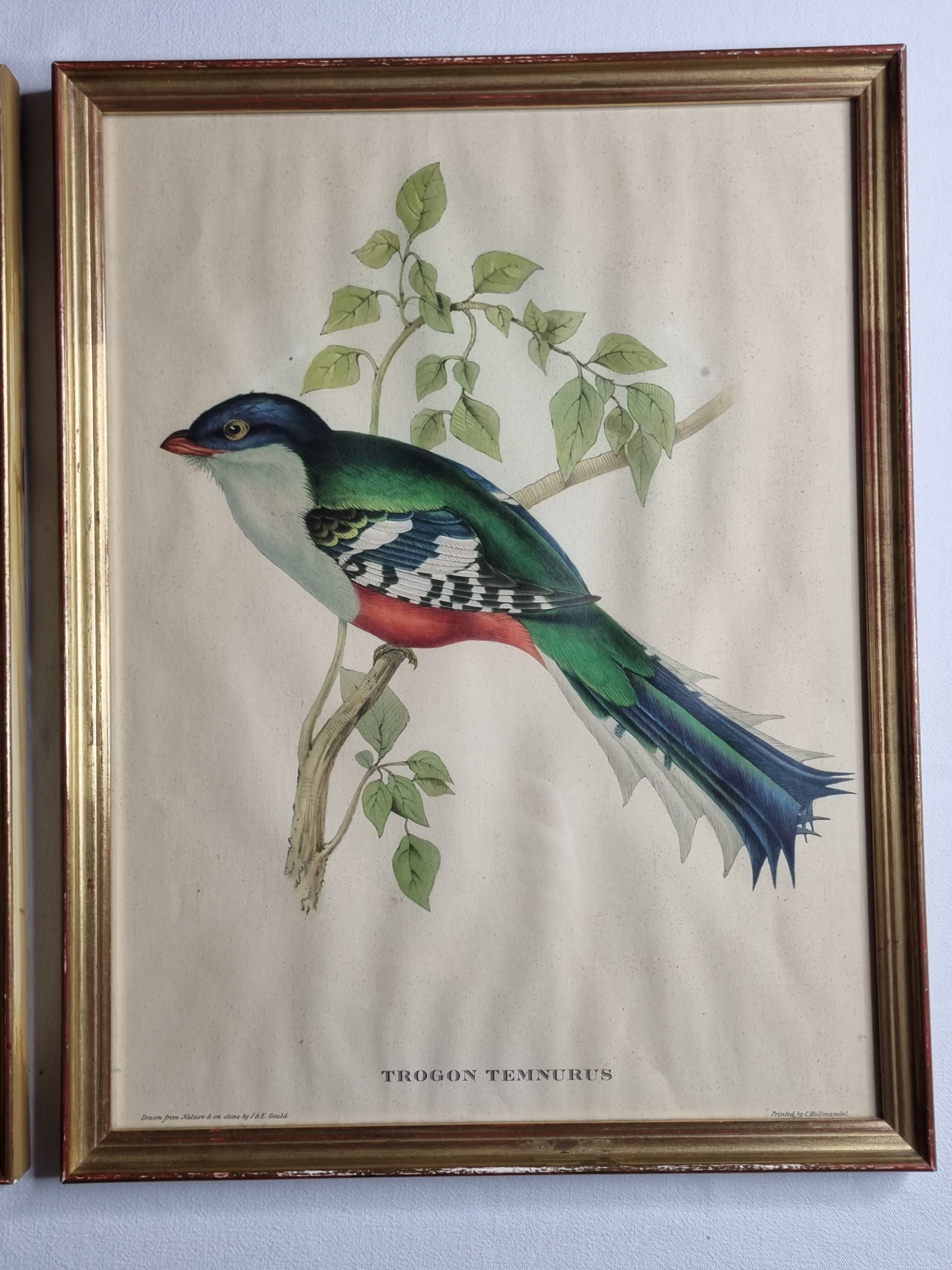 Two orthinological plates framed vintage, after J. & E. Gould (1955)