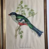 Two orthinological plates framed vintage, after J. & E. Gould (1955)