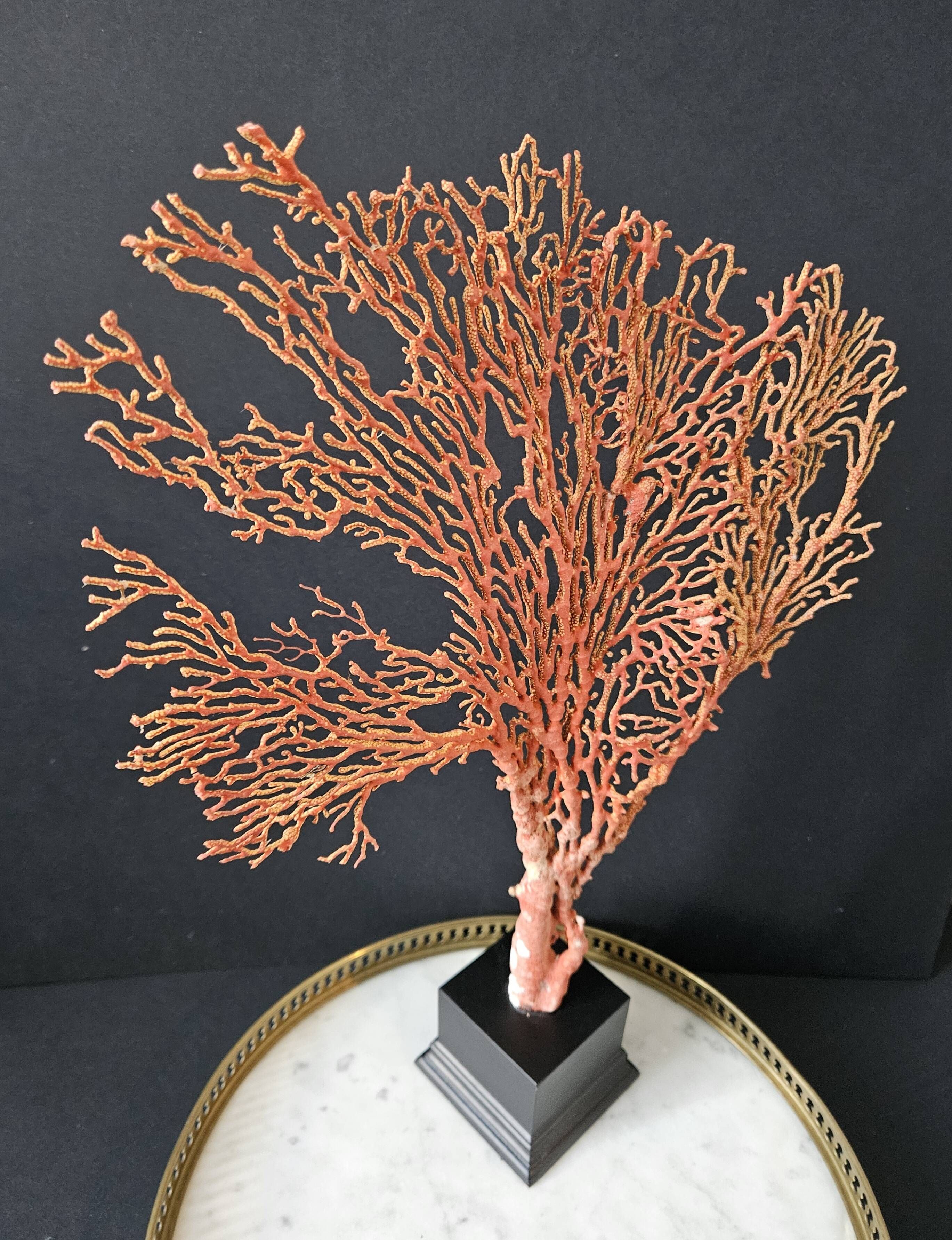 Gorgone Rouge XXL Wooden Base. H: 40 cm | Curiosity Decorative Object