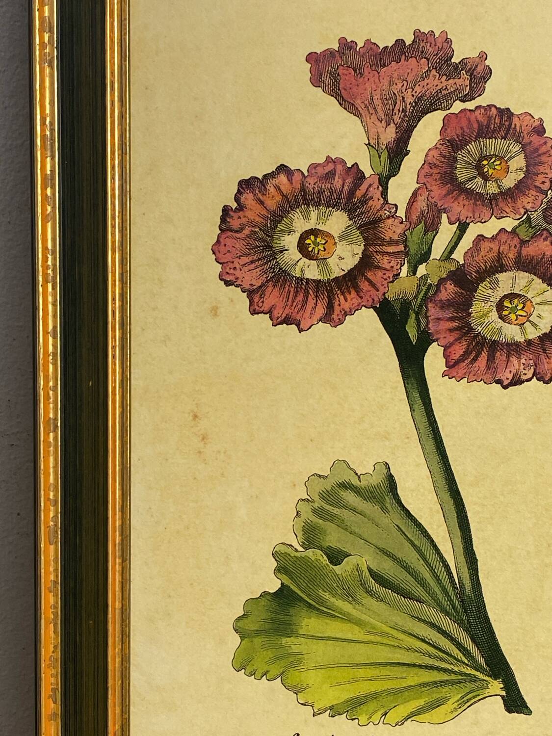 Botanical poster Auricula, after J.Duke