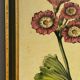 Botanical poster Auricula, after J.Duke