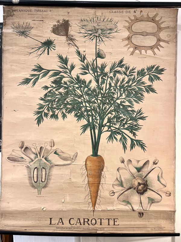 Old botanical plate of the house Deyrolle "The carrot"