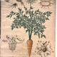 Old botanical plate of the house Deyrolle "The carrot"