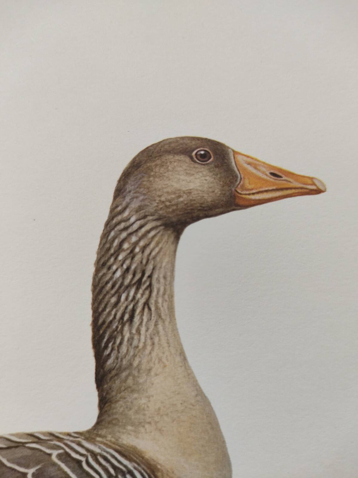 Bird board 1960s - Greylag Goose - Vintage zoological and ornithological illustration