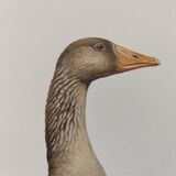 Bird board 1960s - Greylag Goose - Vintage zoological and ornithological illustration