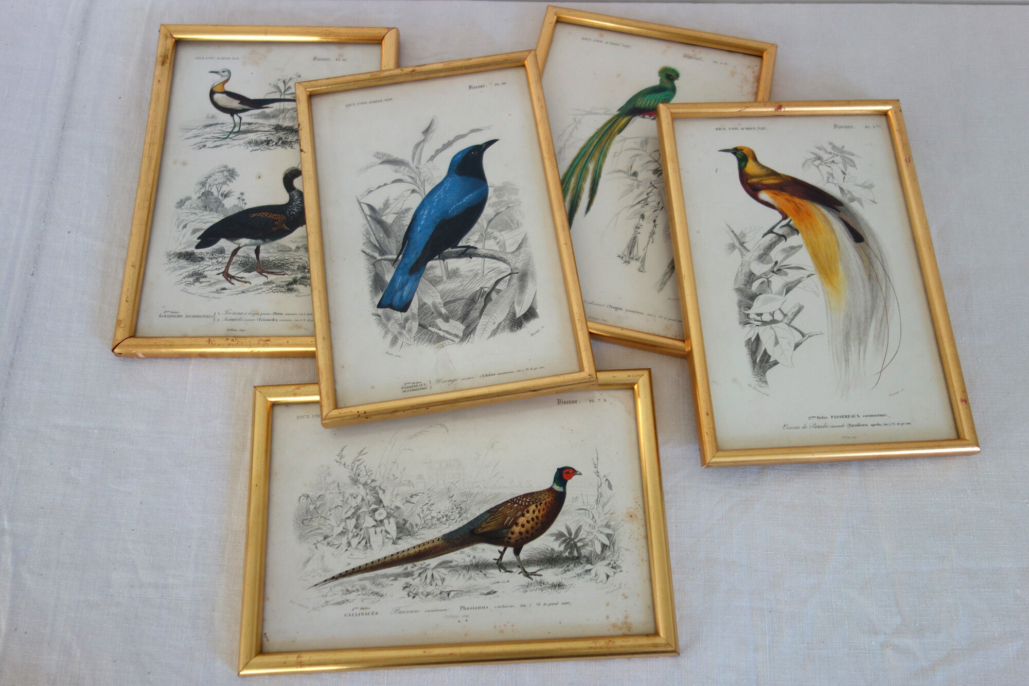 5 framed antique bird engravings