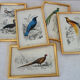 5 framed antique bird engravings