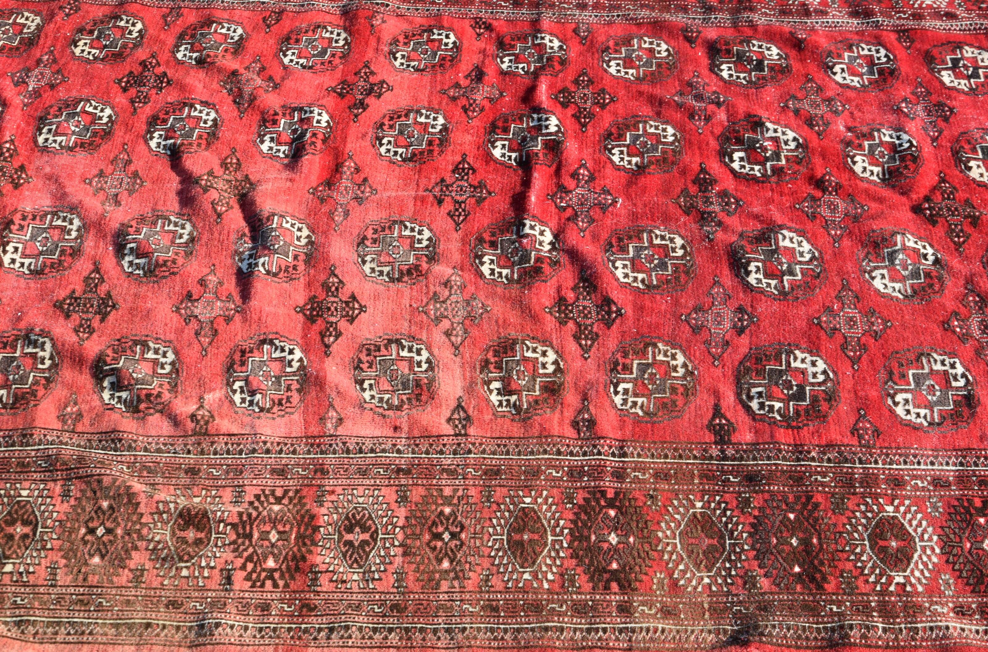 Tapis d'orient Boukhara Turkmène : 310 x 220 Cm