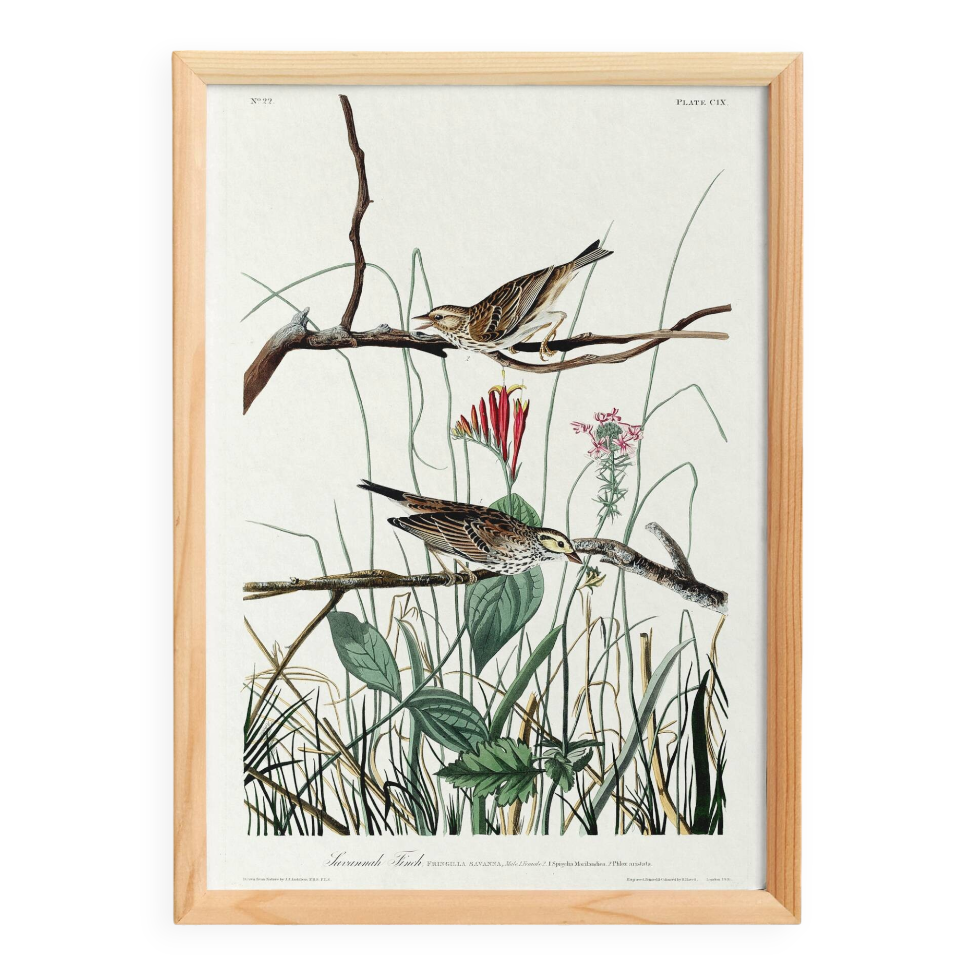 Poster about the Meadow Bunting, based on an old engraving from 1827.