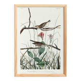 Poster about the Meadow Bunting, based on an old engraving from 1827.