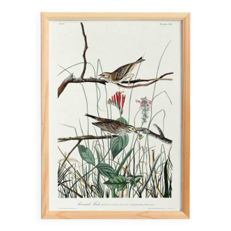 Poster about the Meadow Bunting, based on an old engraving from 1827.