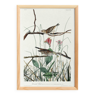 Poster about the Meadow Bunting, based on an old engraving from 1827.