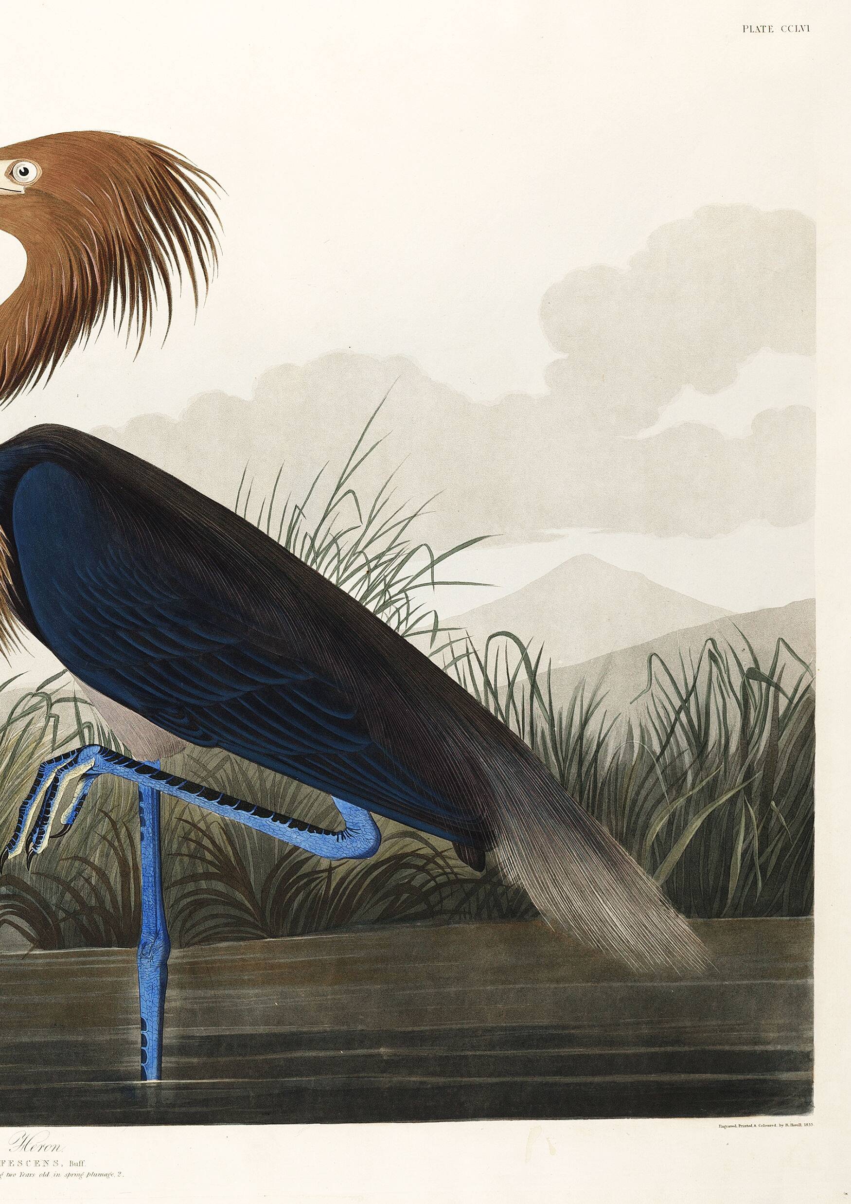 Poster about the Reddish Heron, after an old engraving from 1827.