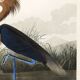 Poster about the Reddish Heron, after an old engraving from 1827.