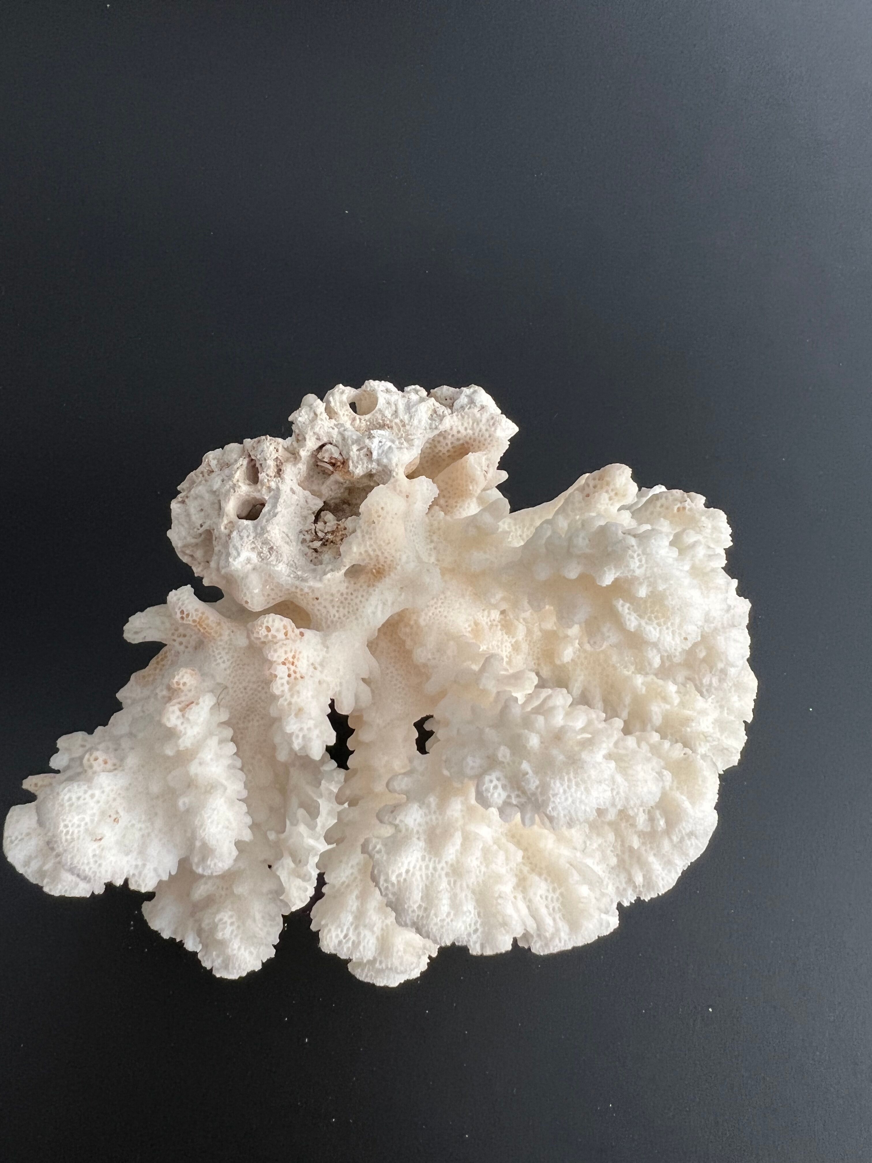 White coral vintage cabinet of curiosity