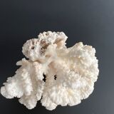 White coral vintage cabinet of curiosity