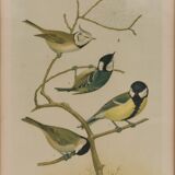 Pair of Bird engravings