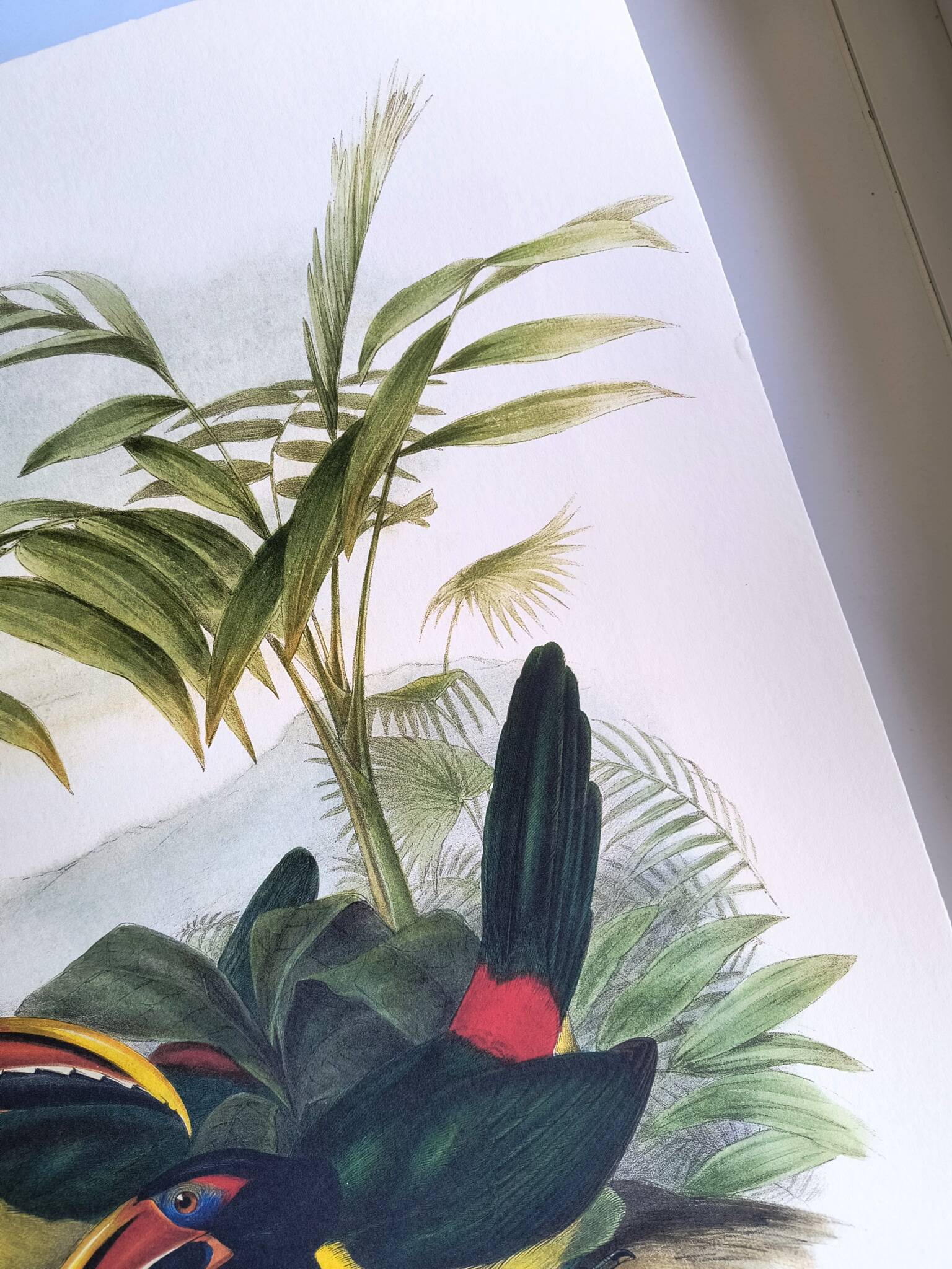 Vintage Board - Green Aracari by John Gould. Exotic Bird Illustration