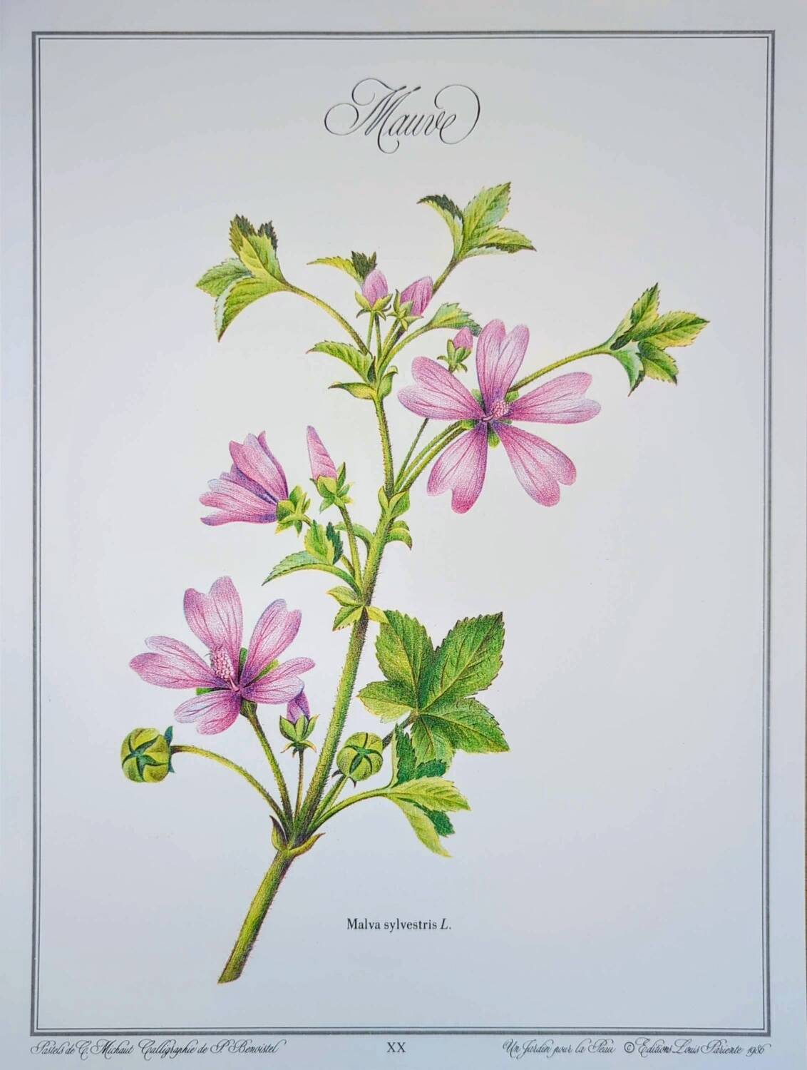 Printed in 1986, the Mauve. Vintage Botany.