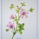 Printed in 1986, the Mauve. Vintage Botany.
