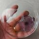 Trinket bowl, flower cactus, Mc Connico Daum