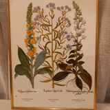 Framed botanical boards, under glass, gilded frame