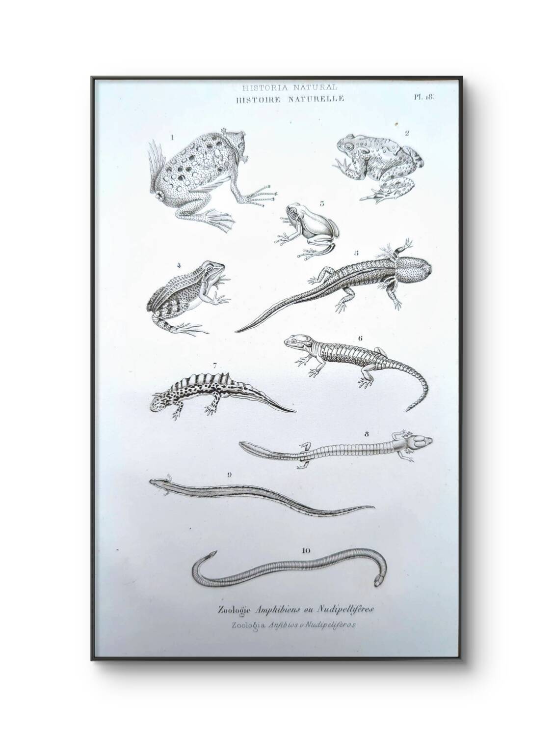 Printed in 1851, Natural History, Amphibians.