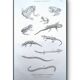 Printed in 1851, Natural History, Amphibians.
