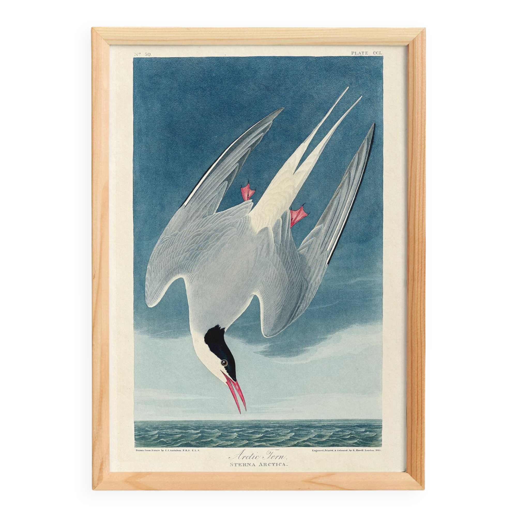 Poster about the Arctic Tern, based on an old engraving from 1827.