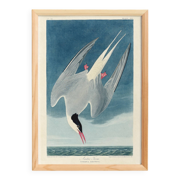 Affiche sur la Sterne arctique, d’après une gravure ancienne de 1827.