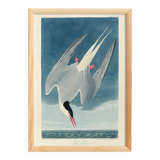 Poster about the Arctic Tern, based on an old engraving from 1827.