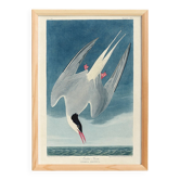 Poster about the Arctic Tern, based on an old engraving from 1827.
