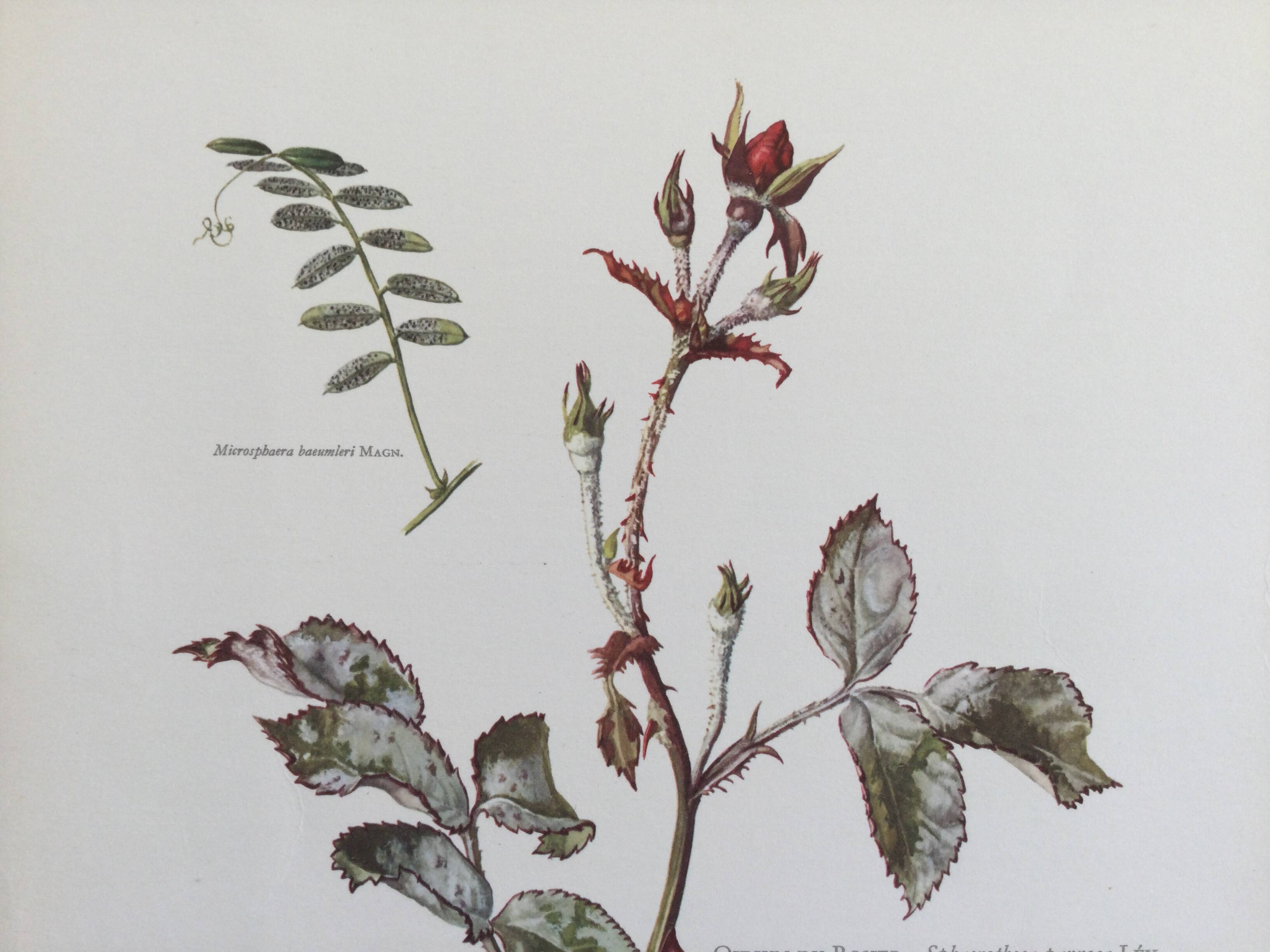 Botanical illustration of mushrooms, 1960s