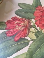 Botanical plate Rhododendron Hookeri by Riefel