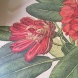 Botanical plate Rhododendron Hookeri by Riefel