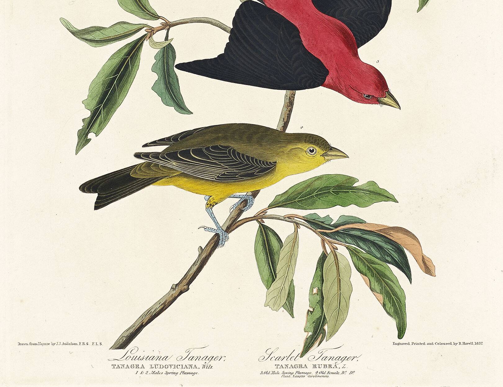 Poster about the Scarlet Tanager, based on an old engraving from 1827.