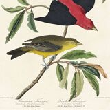 Poster about the Scarlet Tanager, based on an old engraving from 1827.